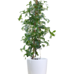 Japanese Clematis
